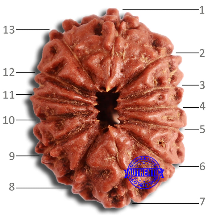 13 Mukhi Indonesian Rudraksha - Bead No. 252
