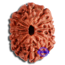 Load image into Gallery viewer, 13 Mukhi Indonesian Rudraksha - Bead No. 252
