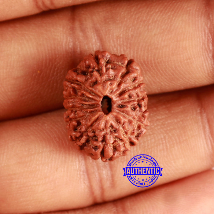 13 Mukhi Indonesian Rudraksha - Bead No. 252