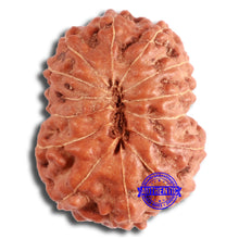 Load image into Gallery viewer, 13 mukhi Indonesian Rudraksha - Bead No. 253
