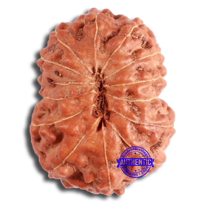 13 mukhi Indonesian Rudraksha - Bead No. 253