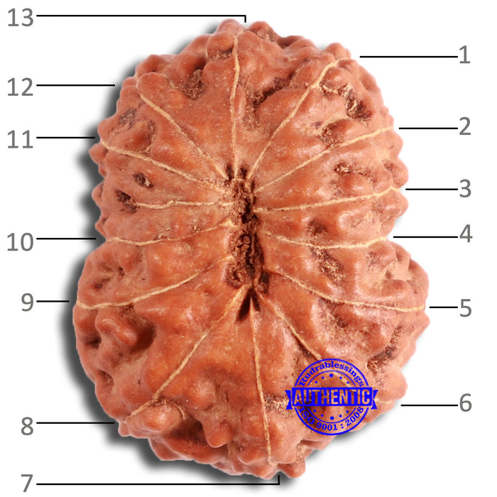 13 mukhi Indonesian Rudraksha - Bead No. 253