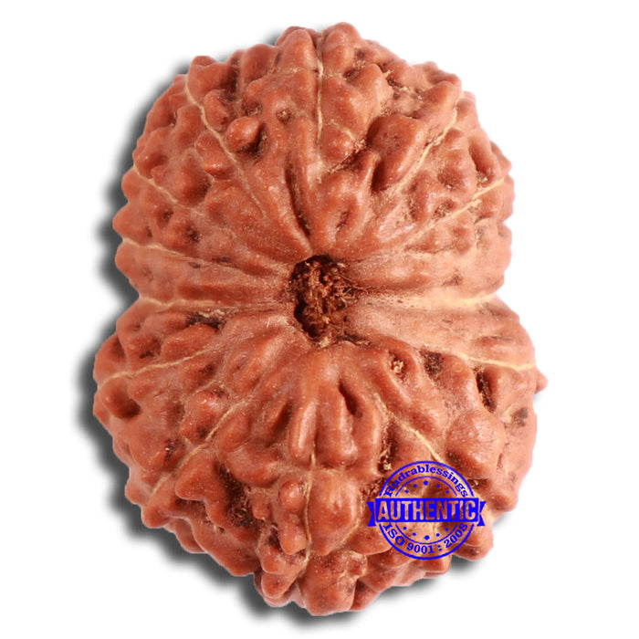 13 mukhi Indonesian Rudraksha - Bead No. 253