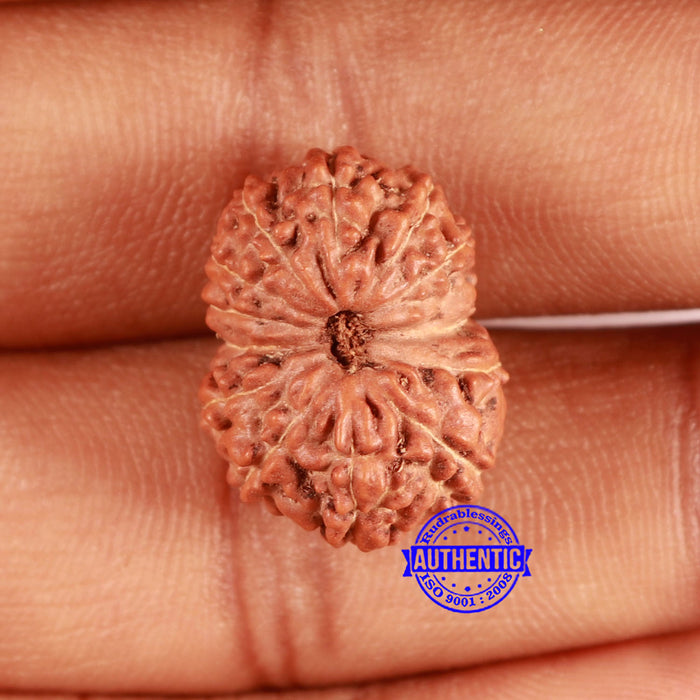 13 mukhi Indonesian Rudraksha - Bead No. 253