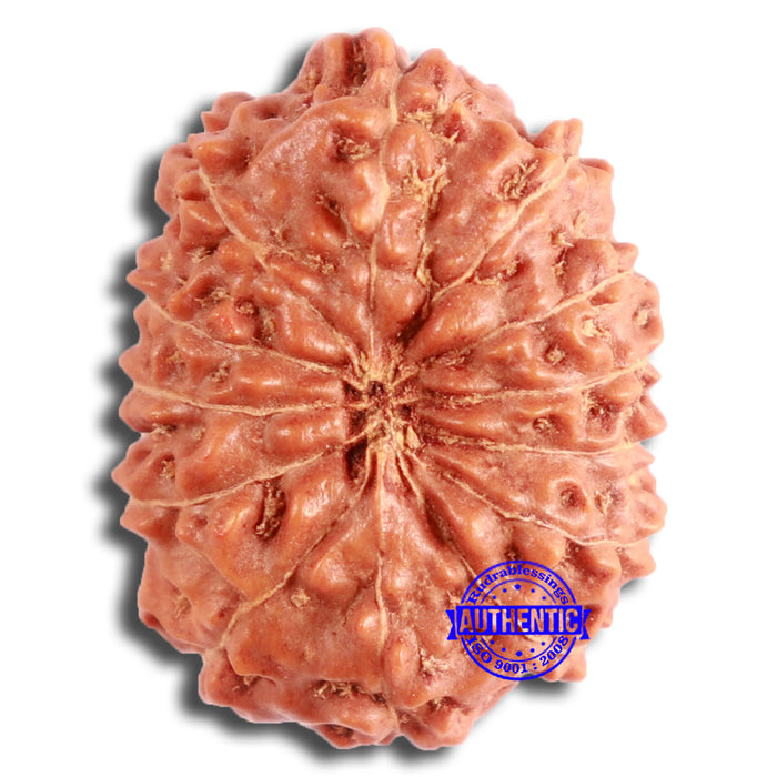 13 Mukhi Indonesian Rudraksha - Bead No. 254