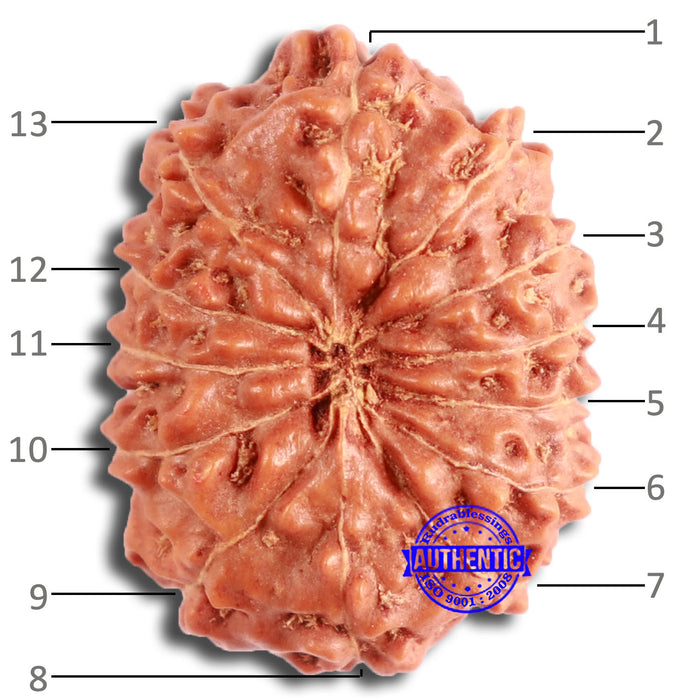 13 Mukhi Indonesian Rudraksha - Bead No. 254