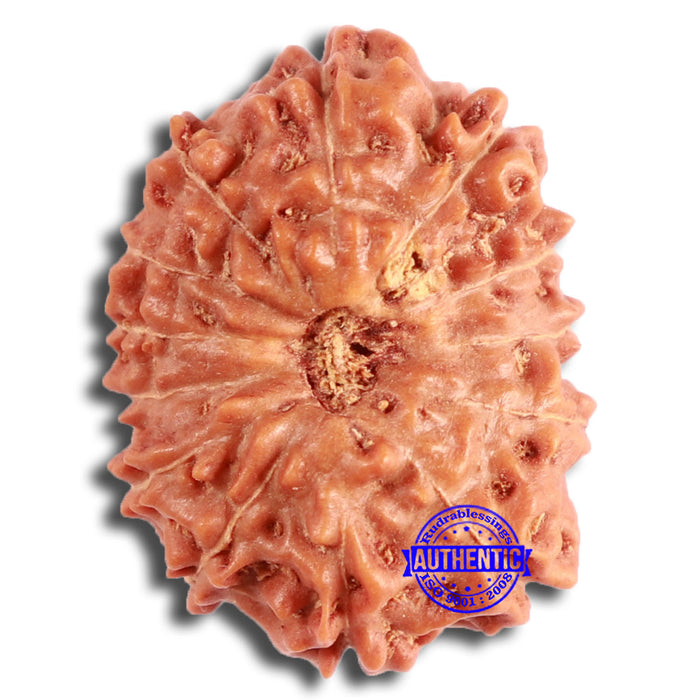 13 Mukhi Indonesian Rudraksha - Bead No. 254