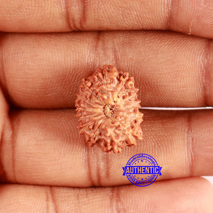 13 Mukhi Indonesian Rudraksha - Bead No. 254