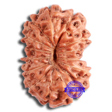 Load image into Gallery viewer, 13 Mukhi Indonesian Rudraksha - Bead No. 255
