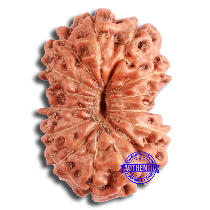 13 Mukhi Indonesian Rudraksha - Bead No. 255