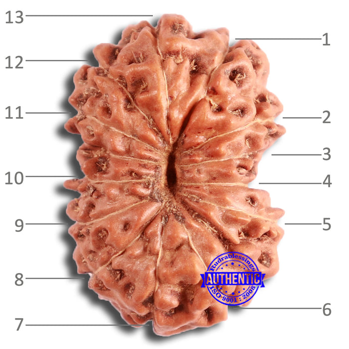 13 Mukhi Indonesian Rudraksha - Bead No. 255