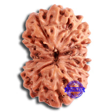 Load image into Gallery viewer, 13 Mukhi Indonesian Rudraksha - Bead No. 255
