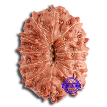 Load image into Gallery viewer, 13 Mukhi Indonesian Rudraksha - Bead No. 256
