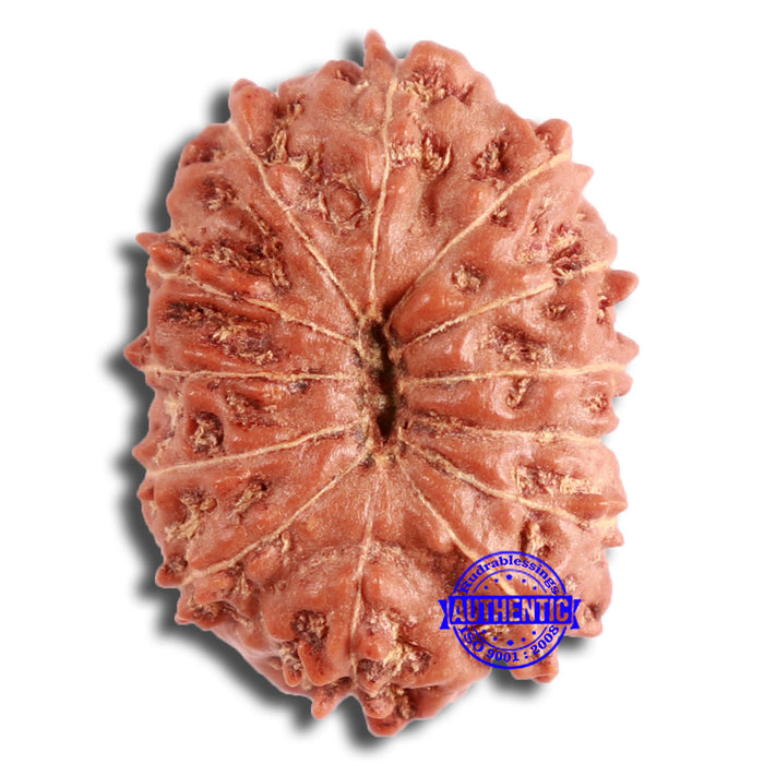 13 Mukhi Indonesian Rudraksha - Bead No. 256