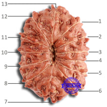 Load image into Gallery viewer, 13 Mukhi Indonesian Rudraksha - Bead No. 256
