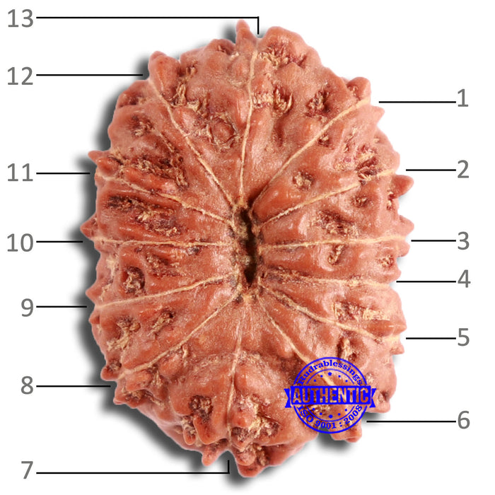 13 Mukhi Indonesian Rudraksha - Bead No. 256
