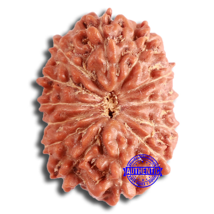 13 Mukhi Indonesian Rudraksha - Bead No. 256