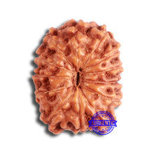 Load image into Gallery viewer, 13 Mukhi Indonesian Rudraksha - Bead No 258
