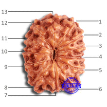 Load image into Gallery viewer, 13 Mukhi Indonesian Rudraksha - Bead No 258
