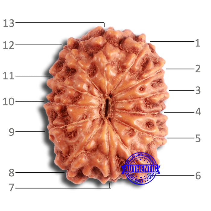 13 Mukhi Indonesian Rudraksha - Bead No 258