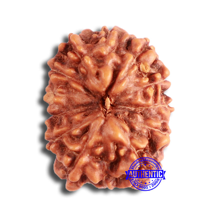 13 Mukhi Indonesian Rudraksha - Bead No 258