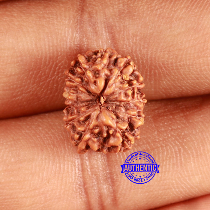 13 Mukhi Indonesian Rudraksha - Bead No 258