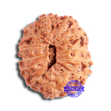 Load image into Gallery viewer, 13 Mukhi Indonesian Rudraksha - Bead No 259
