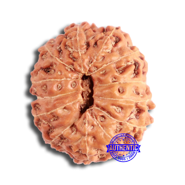 13 Mukhi Indonesian Rudraksha - Bead No 259