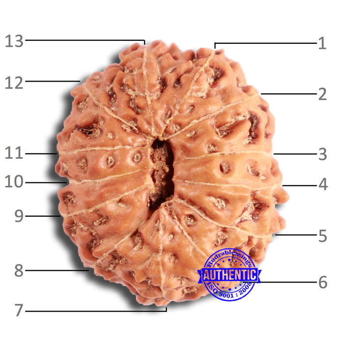13 Mukhi Indonesian Rudraksha - Bead No 259