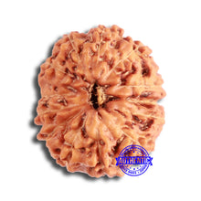 Load image into Gallery viewer, 13 Mukhi Indonesian Rudraksha - Bead No 259
