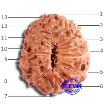 Load image into Gallery viewer, 13 Mukhi Indonesian Rudraksha - Bead No 260
