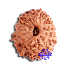 Load image into Gallery viewer, 13 Mukhi Indonesian Rudraksha - Bead No 260
