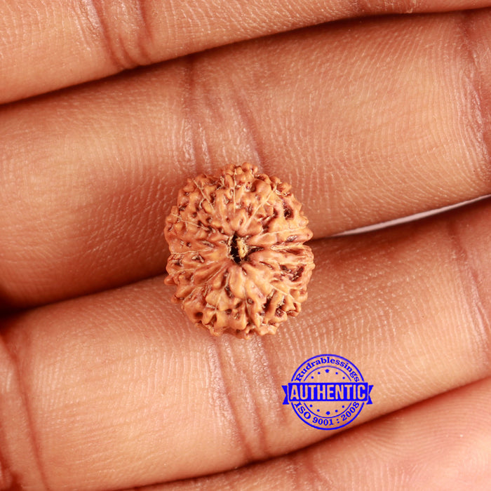 13 Mukhi Indonesian Rudraksha - Bead No 260