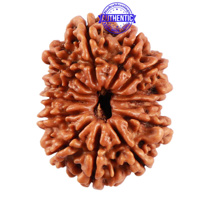 13 Mukhi Nepalese Rudraksha - Bead No. 143