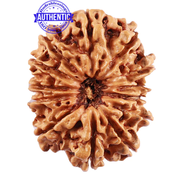 13 Mukhi Nepalese Rudraksha - Bead No. 184
