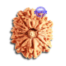Load image into Gallery viewer, 13 Mukhi Nepalese Rudraksha - Bead No. 313
