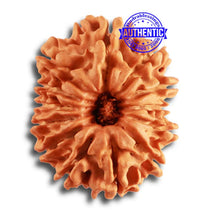 Load image into Gallery viewer, 13 Mukhi Nepalese Rudraksha - Bead No. 328
