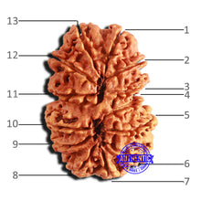 Load image into Gallery viewer, 13 Mukhi Gaurishankar Nepalese Rudraksha - Bead No. 239
