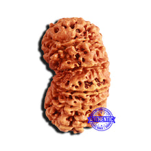 Load image into Gallery viewer, 13 Mukhi Gaurishankar Nepalese Rudraksha - Bead No. 239
