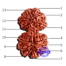 Load image into Gallery viewer, 13 Mukhi Gaurishankar Nepalese Rudraksha - Bead No. 241
