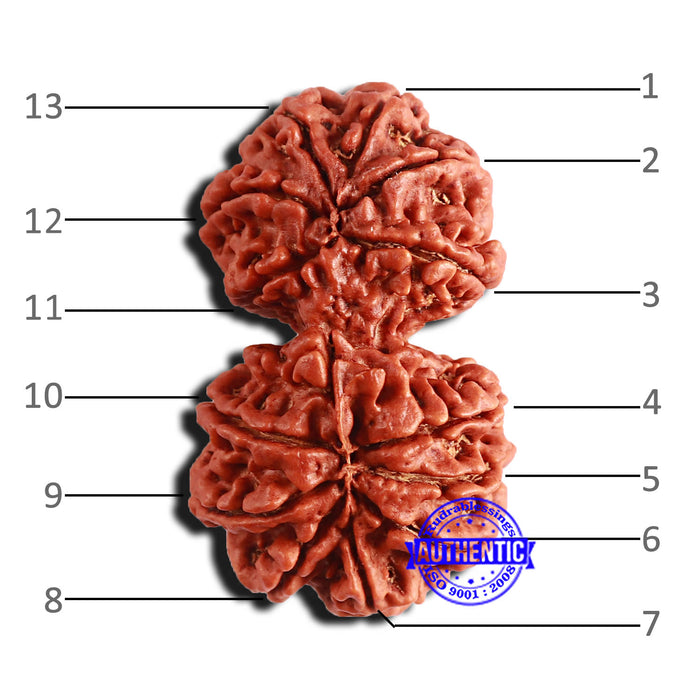 13 Mukhi Gaurishankar Nepalese Rudraksha - Bead No. 241