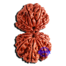 Load image into Gallery viewer, 13 Mukhi Gaurishankar Nepalese Rudraksha - Bead No. 241
