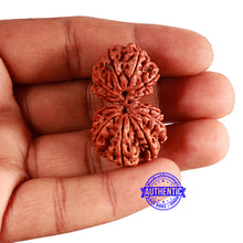 Load image into Gallery viewer, 13 Mukhi Gaurishankar Nepalese Rudraksha - Bead No. 241
