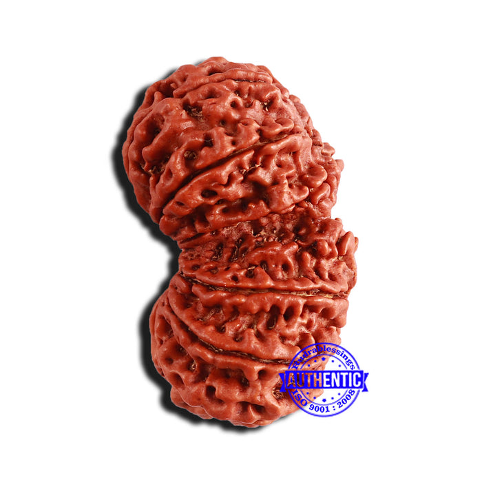 13 Mukhi Gaurishankar Nepalese Rudraksha - Bead No. 241