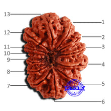 Load image into Gallery viewer, 13 Mukhi Nepalese Rudraksha - Bead No. 269

