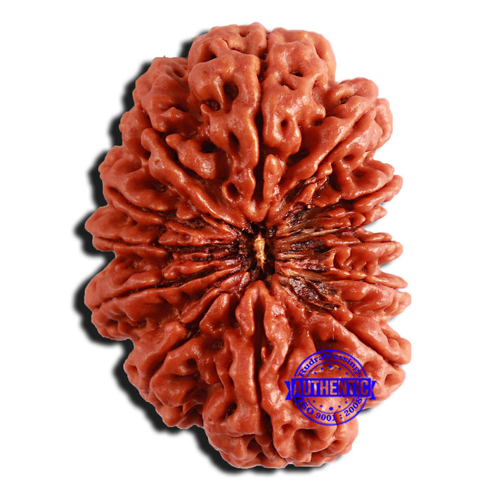 13 Mukhi Nepalese Rudraksha - Bead No. 269