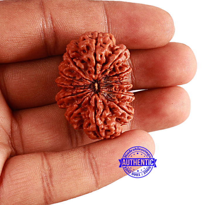 13 Mukhi Nepalese Rudraksha - Bead No. 269