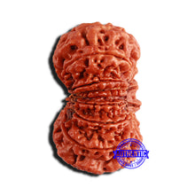 Load image into Gallery viewer, 13 Mukhi Nepalese Rudraksha - Bead No. 269
