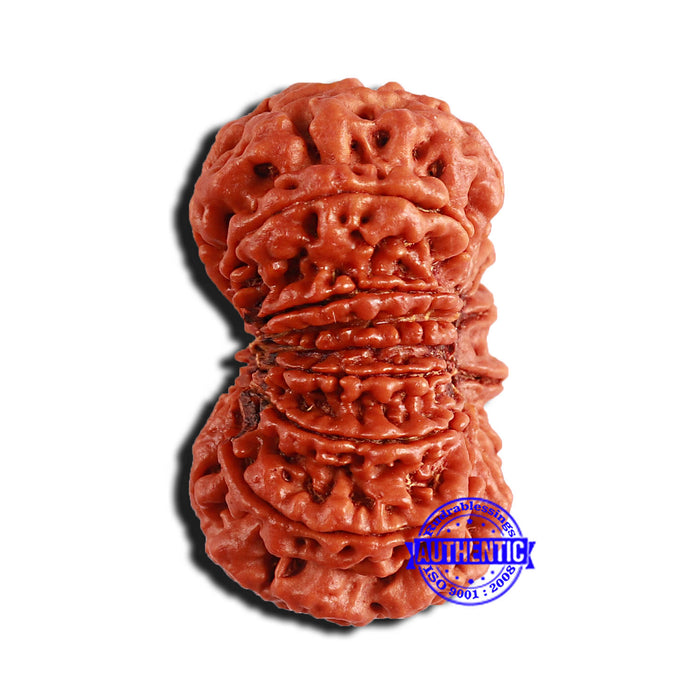 13 Mukhi Nepalese Rudraksha - Bead No. 269