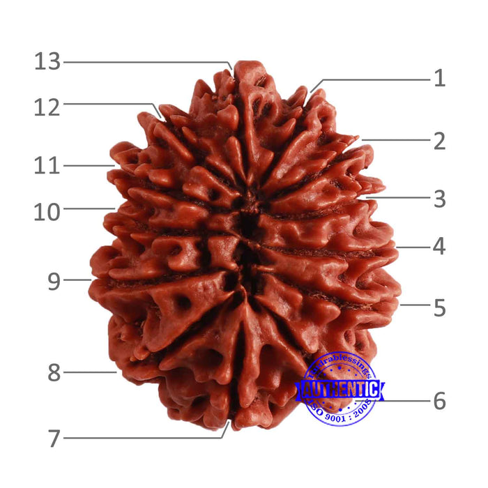 13 Mukhi Nepalese Rudraksha - Bead No 279